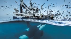 La Mauritanie et l'Iran discutent des moyens de renforcement de la coopération dans le domaine de la pêche