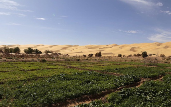 Lancement de la campagne agricole au niveau de la moughataa d’Aoujeft, en Adrar Lancement de la campagne agricole au niveau de la moughataa d’Aoujeft, en Adrar