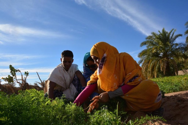 Atar : Réunion de sensibilisation sur l’intérêt de l’agriculture Atar : Réunion de sensibilisation sur l’intérêt de l’agriculture