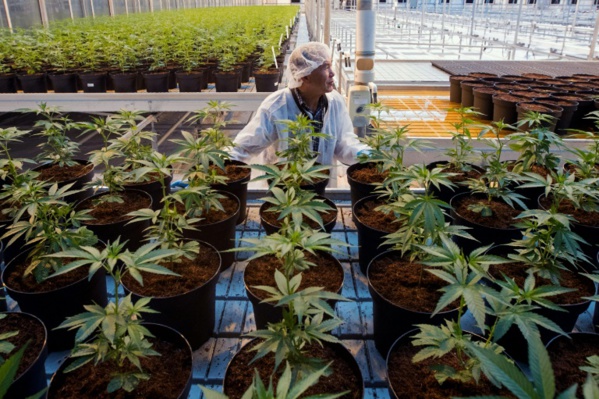 Le Canada légalise le cannabis dans l'euphorie