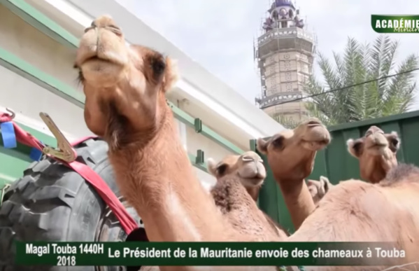 Des chameaux du Président mauritanien au Khalife des Mourides