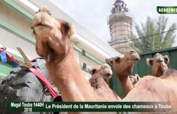Des chameaux du Président mauritanien au Khalife des Mourides Des chameaux du Président mauritanien au Khalife des Mourides