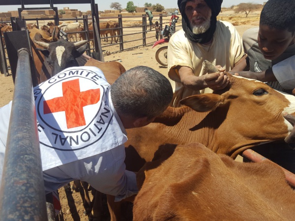 Lancement de la campagne annuelle de vaccination du bétail au niveau de l’Adrar Lancement de la campagne annuelle de vaccination du bétail au niveau de l’Adrar