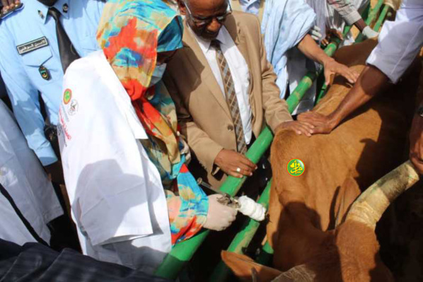 Lancement de la campagne nationale de vaccination du bétail Lancement de la campagne nationale de vaccination du bétail