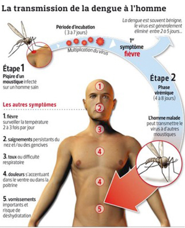 Les hommes mauritaniens sont les plus exposés à la fièvre de la dengue, selon un rapport de l’ONU