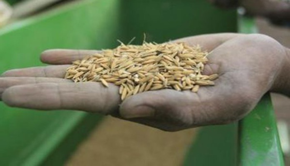Poursuite des opérations de la moisson du riz de la campagne hivernale