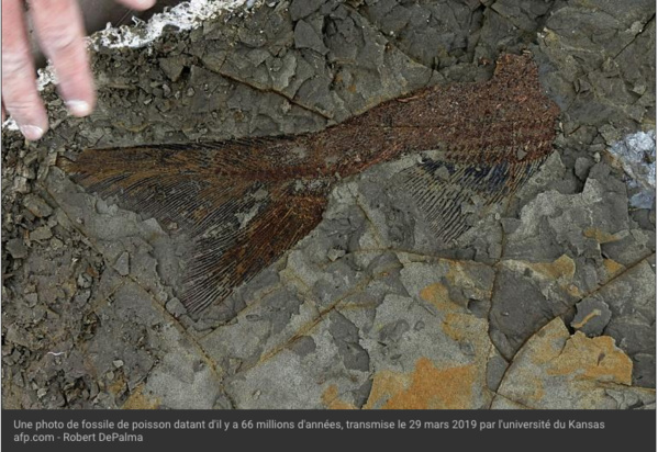 Extinction des dinosaures: découverte de fossiles du jour où l'astéroïde à frappé la Terre (étude)