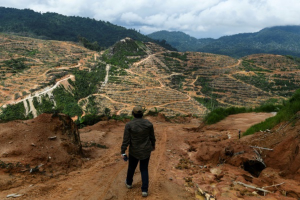 Jusqu'à 1 million d'espèces pourraient être menacées d'extinction