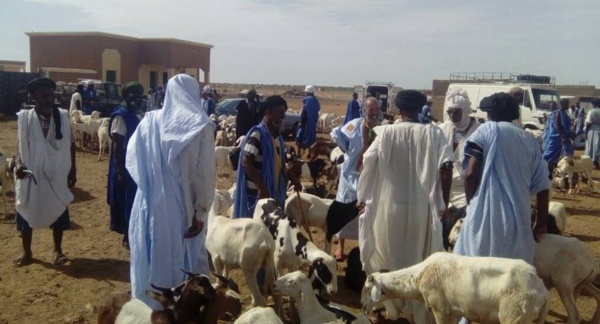 Zouerate : éleveurs et bouchers protestent contre l’application de nouvelles taxes municipales Zouerate : éleveurs et bouchers protestent contre l’application de nouvelles taxes municipales