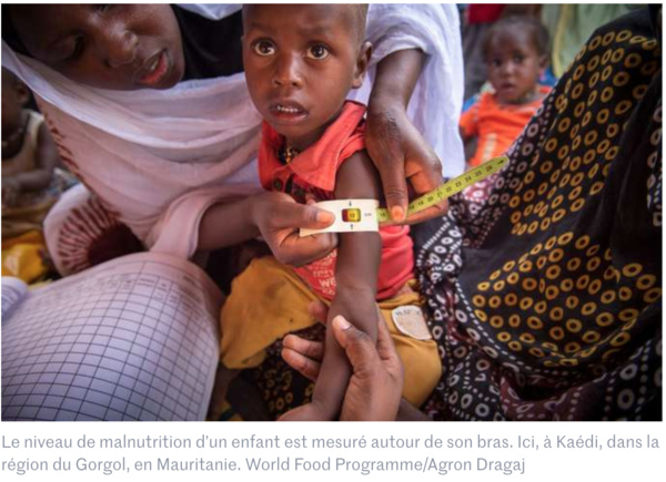 En Mauritanie, « 559 000 personnes seront en insécurité alimentaire pendant la période de soudure »