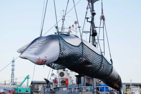Le Japon reprend la chasse commerciale à la baleine après 30 ans d'interruption Le Japon reprend la chasse commerciale à la baleine après 30 ans d'interruption