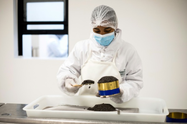 Grâce à Madagascar, le caviar peut aussi être africain Grâce à Madagascar, le caviar peut aussi être africain