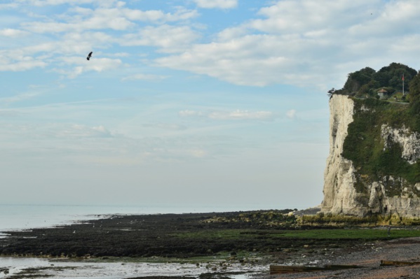 Franky Zapata réussit son pari de traverser la Manche sur sa machine volante Franky Zapata réussit son pari de traverser la Manche sur sa machine volante