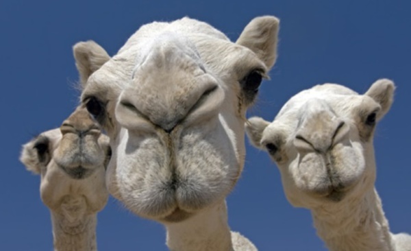 UPR : soutien inconditionnel à Ghazwani UPR : soutien inconditionnel à Ghazwani