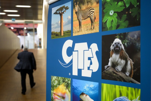 Espèces en danger: repenser les règles du commerce pour contrer une extinction "sans précédent"