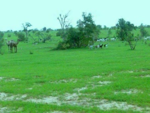 Hivernage tardif et grosse peur chez les éleveurs Hivernage tardif et grosse peur chez les éleveurs