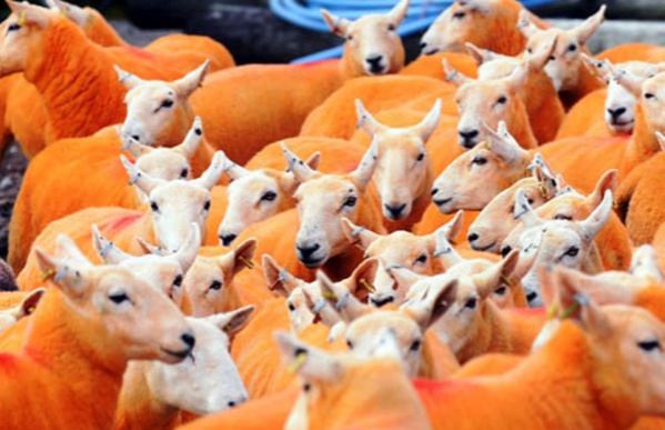 Faits divers… Faits divers… Faits divers… Faits divers… Faits divers… Faits divers…