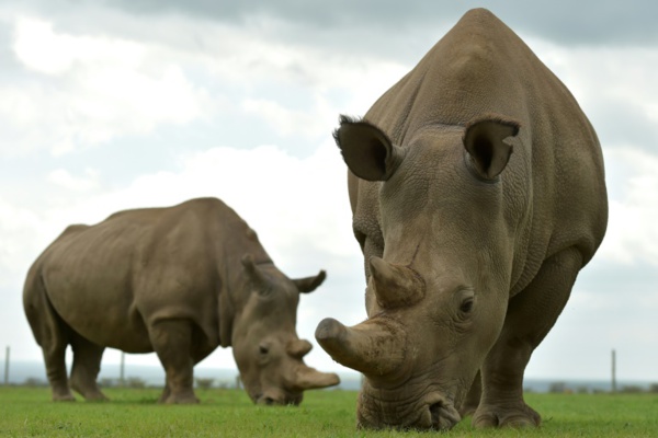 Italie: deux embryons pour sauver le rhinocéros blanc du Nord de l'extinction