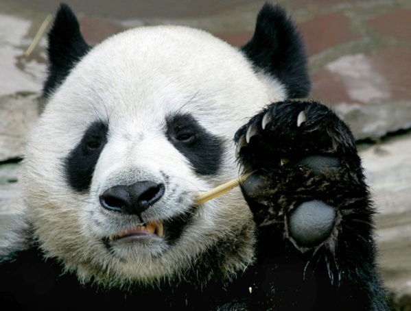 Chuang Chuang est mort : les Thaïlandais pleurent leur cher et chaste panda