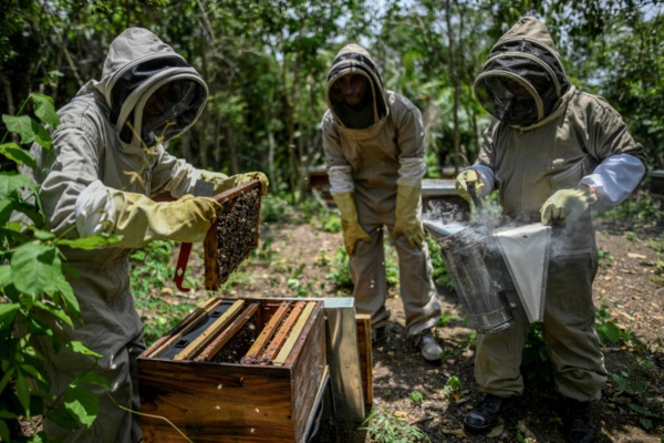 Du miel pour "panser" les blessures de guerre d'un village de Colombie
