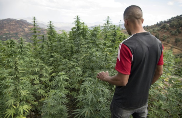Au Maroc, le cannabis "terroir" supplanté par les hybrides Au Maroc, le cannabis "terroir" supplanté par les hybrides