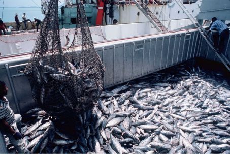 La commission des affaires économiques au sein de l’Assemblée Nationale discute du projet de loi portant Code de pêche continentale