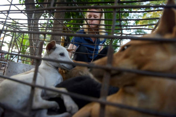 Pendus, assommés, noyés: au Cambodge, le commerce brutal de la viande de chien reste juteux