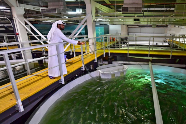 Au beau milieu du désert, des saumons "made in Dubaï"