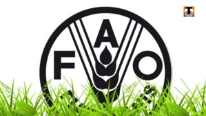 La ministre de l'environnement s'entretient avec la représentante de la FAO