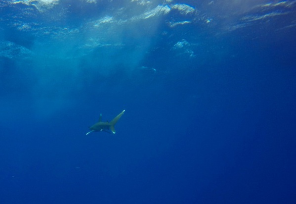 Déjà menacés, les océans en manque d'oxygène