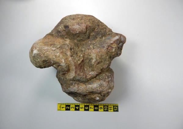 Une nouvelle espèce de dinosaure, herbivore et court sur pattes, découverte en Equateur Une nouvelle espèce de dinosaure, herbivore et court sur pattes, découverte en Equateur