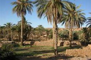 Les coutumes liées à notre phœniciculture inscrites sur la liste du patrimoine mondial Les coutumes liées à notre phœniciculture inscrites sur la liste du patrimoine mondial