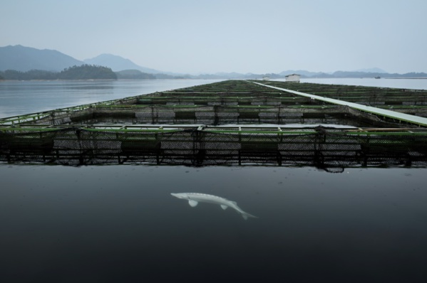 Au pays de l'or noir : la Chine, nouvel eldorado du caviar