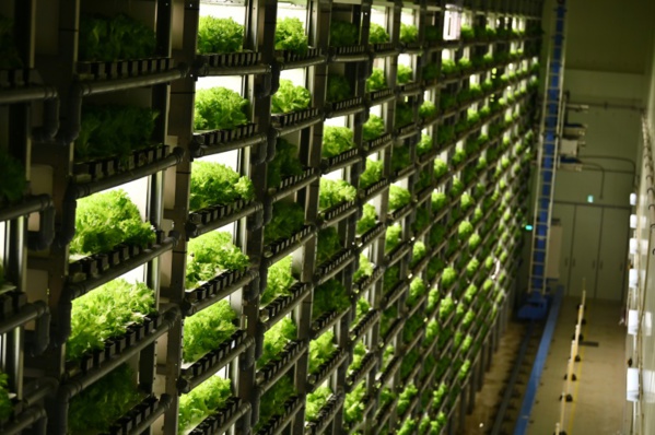 Au Japon, des "usines à légumes" en ville pour remplacer la campagne