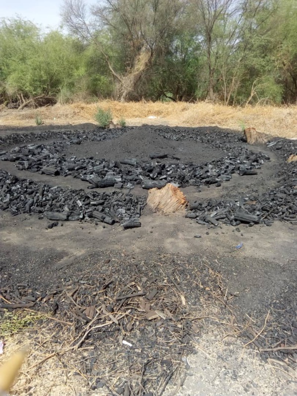 Environnement : La Mauritanie victime de l’exploitation abusive de ses forêts Environnement : La Mauritanie victime de l’exploitation abusive de ses forêts
