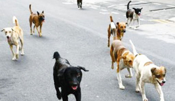 Nouakchott : Une gamine tuée par des chiens errants Nouakchott : Une gamine tuée par des chiens errants