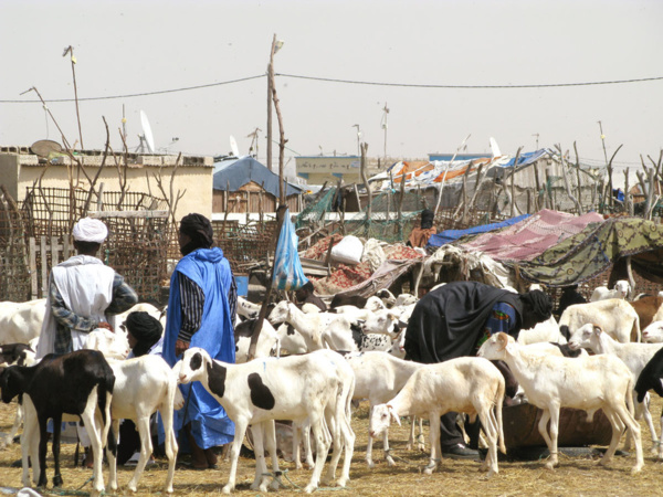 Réunion du comité interministériel chargé de l’intervention pour sauver le bétail