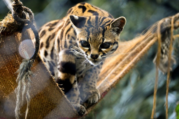 En Colombie, SOS pour les animaux des zoos menacés par le confinement