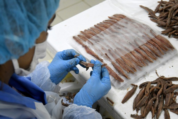 Anchoïade albanaise: la petite entreprise qui ne connaît pas la crise Anchoïade albanaise: la petite entreprise qui ne connaît pas la crise