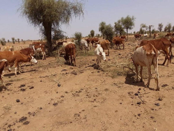 Guidimakha : les OSC tirent la sonnette d’alarme