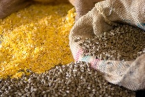 Le wali de Dakhlet Nouadhibou: Les aliments de bétail seront disponible en quantité suffisante