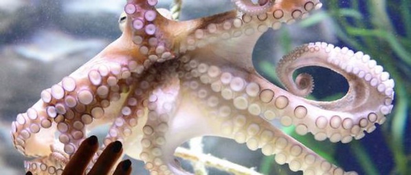 Nouadhibou : perte de 1000 dollars sur la vente des poulpes Nouadhibou : perte de 1000 dollars sur la vente des poulpes