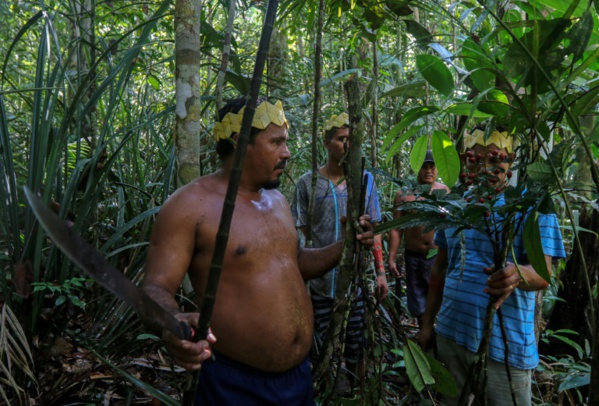 Brésil: chez des indigènes d'Amazonie, des plantes contre le coronavirus