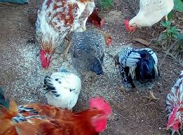 L'autorité de la zone franche de Nouadhibou distribue des poulets aux familles pauvres.