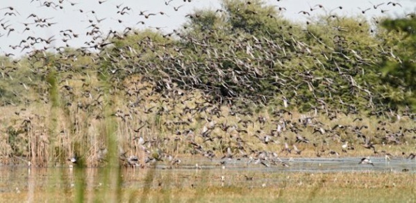 Invasion des oiseaux granivores dans la vallée du fleuve Sénégal : des opérations de lutte annoncées