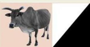 AJD/MR se retire du suivi de la gestion de la pandémie du COVID-19 AJD/MR se retire du suivi de la gestion de la pandémie du COVID-19