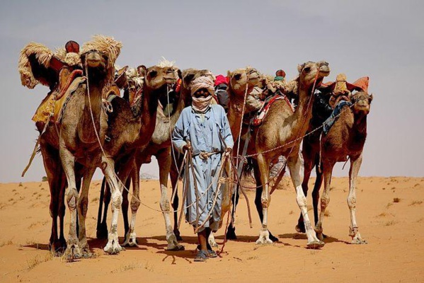 Le problème des chameaux, potentiel cause des conflits inter-ethniques en Mauritanie