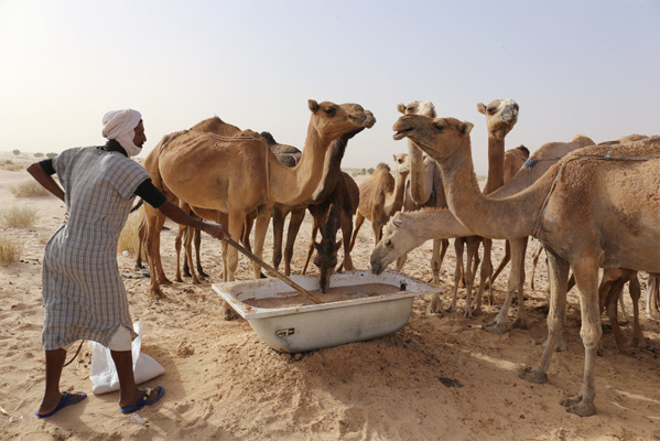 Mauritanie : 8 décès suite à la fièvre de la vallée du Rift Mauritanie : 8 décès suite à la fièvre de la vallée du Rift