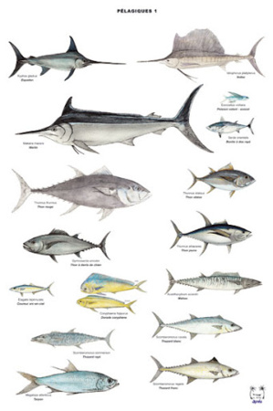 Réunion de la commission nationale de consultation sur les petits pélagiques Réunion de la commission nationale de consultation sur les petits pélagiques