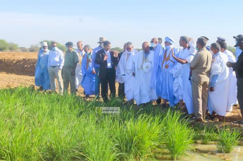 Trarza : Le ministre du Développement rural visite des périmètres maraichers privés dans l’arrondissement de Lekseïba 2